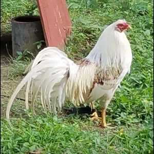 Meet your Posher, Alvin